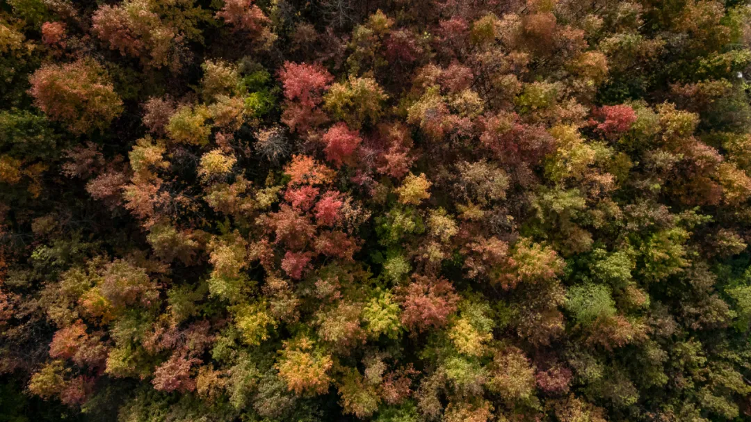 1734663009196675.jpg 1734662973210.jpg