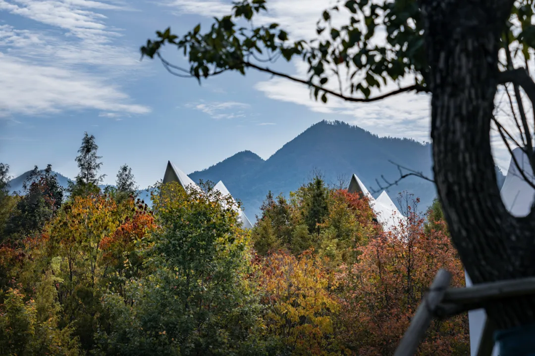 1734663057795031.jpg 1734663003039.jpg