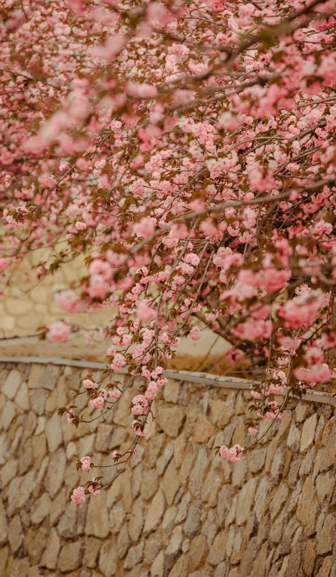 1734677301166325.jpg 1734677243395.jpg