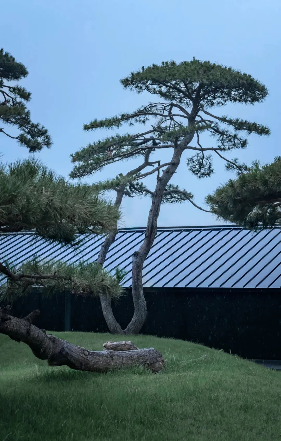 1735204546832720.jpg 1735204432546.jpg