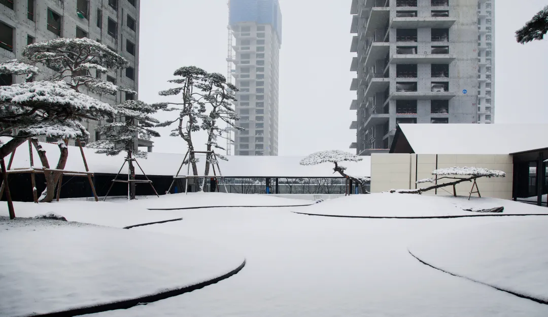 1735205061539305.jpg 1735205041353.jpg