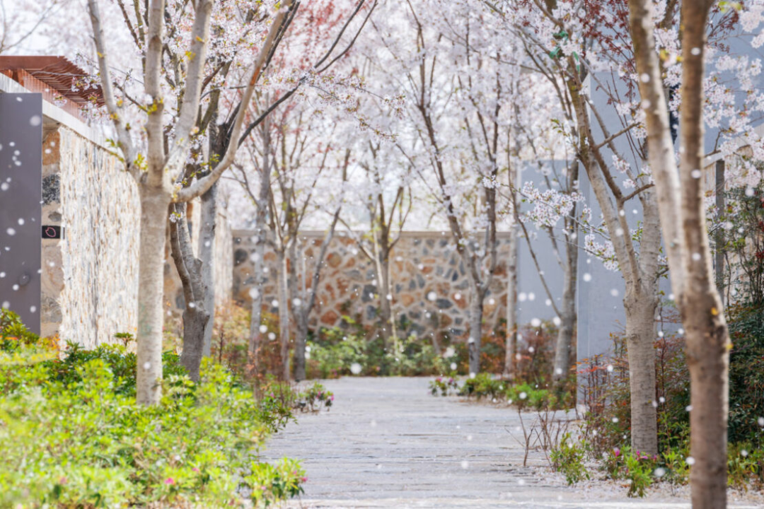 1736151099147002.jpg 1736151084287.jpg