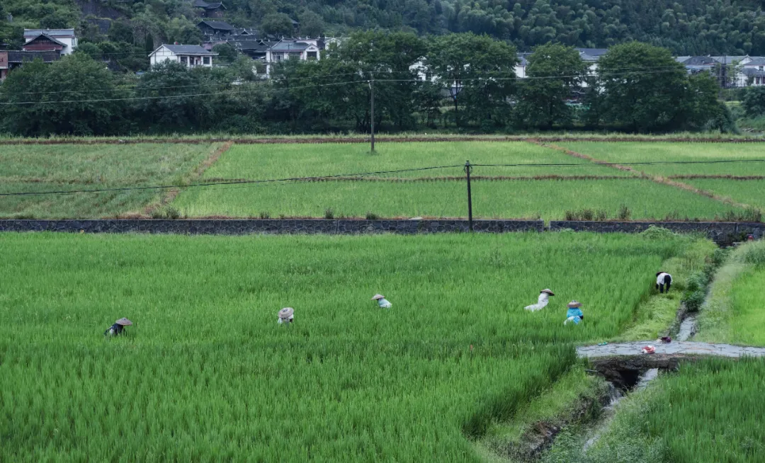 1736231056169049.jpg 1736231050003.jpg