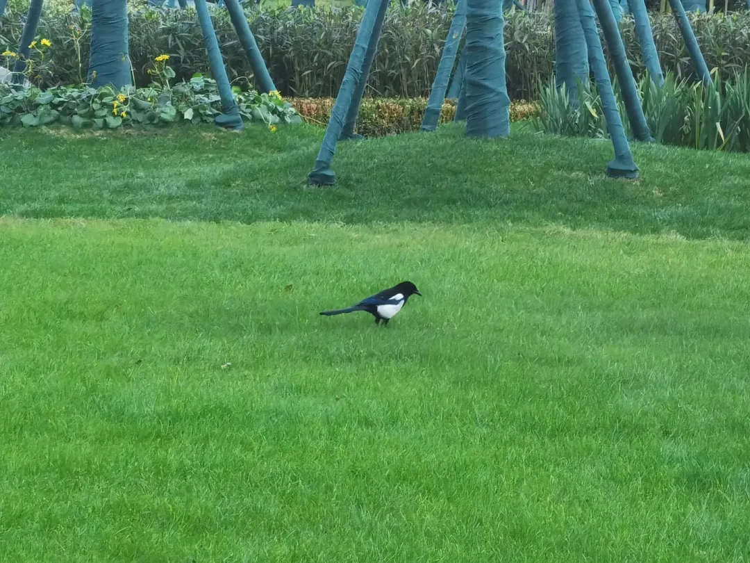 1738980591329415.jpg 1738980573785.jpg