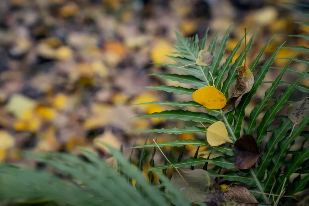 1747205747119011.jpg 1747205735457.jpg