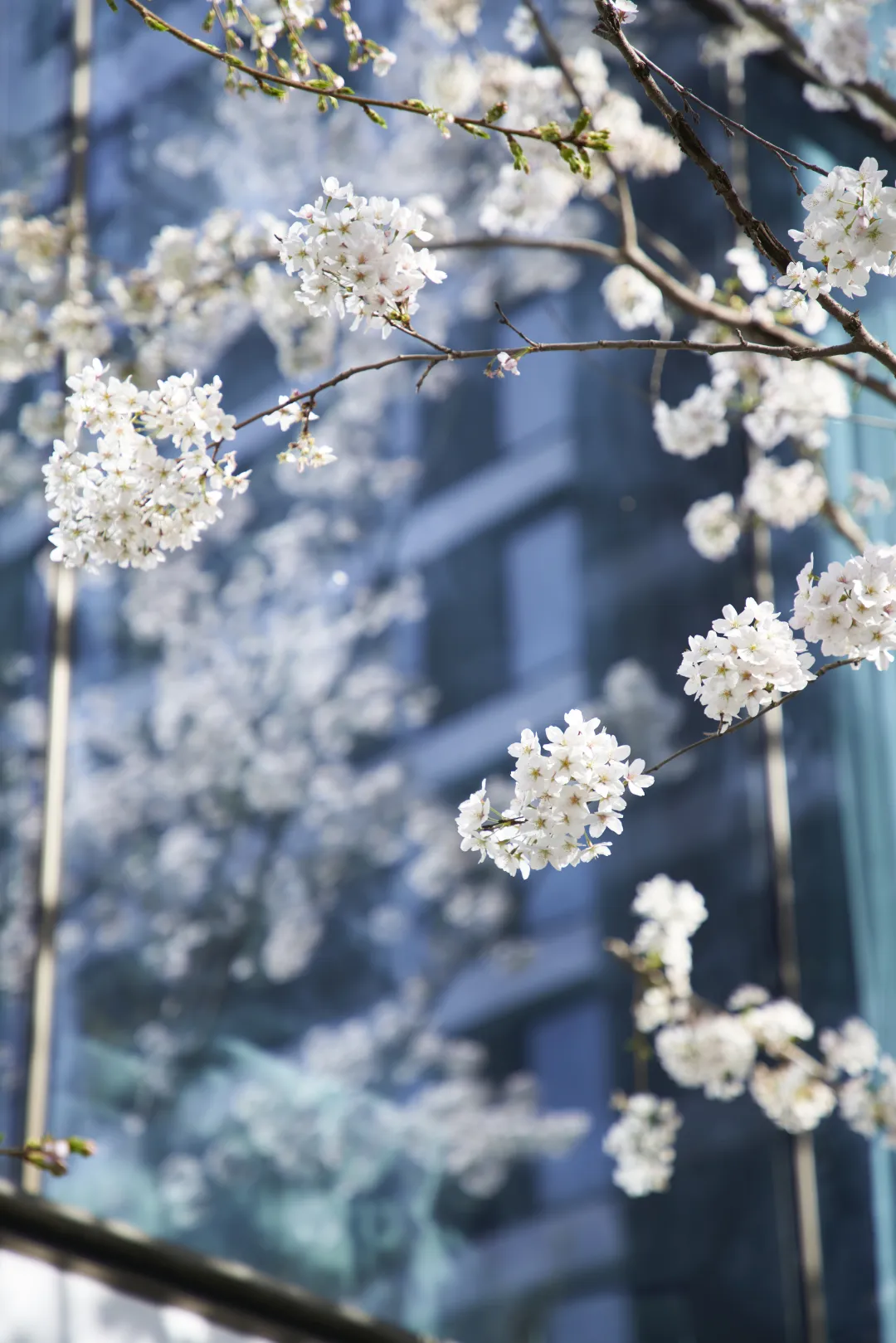 1747206315182672.jpg 1747206283555.jpg